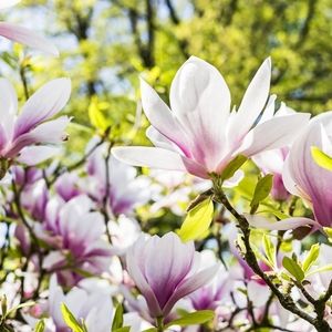 Meet your Posher, Magnolia